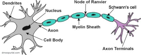 Typical Neuron