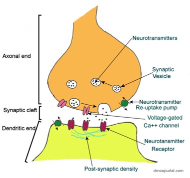 Neuronal junction